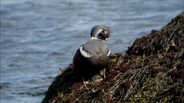 Harlequin Duck - ML201133901