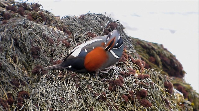 Harlequin Duck - ML201133911