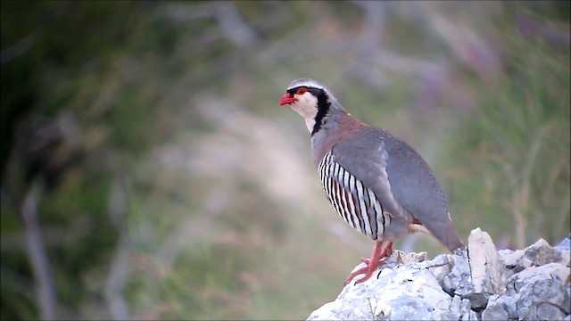 Rock Partridge - ML201133941