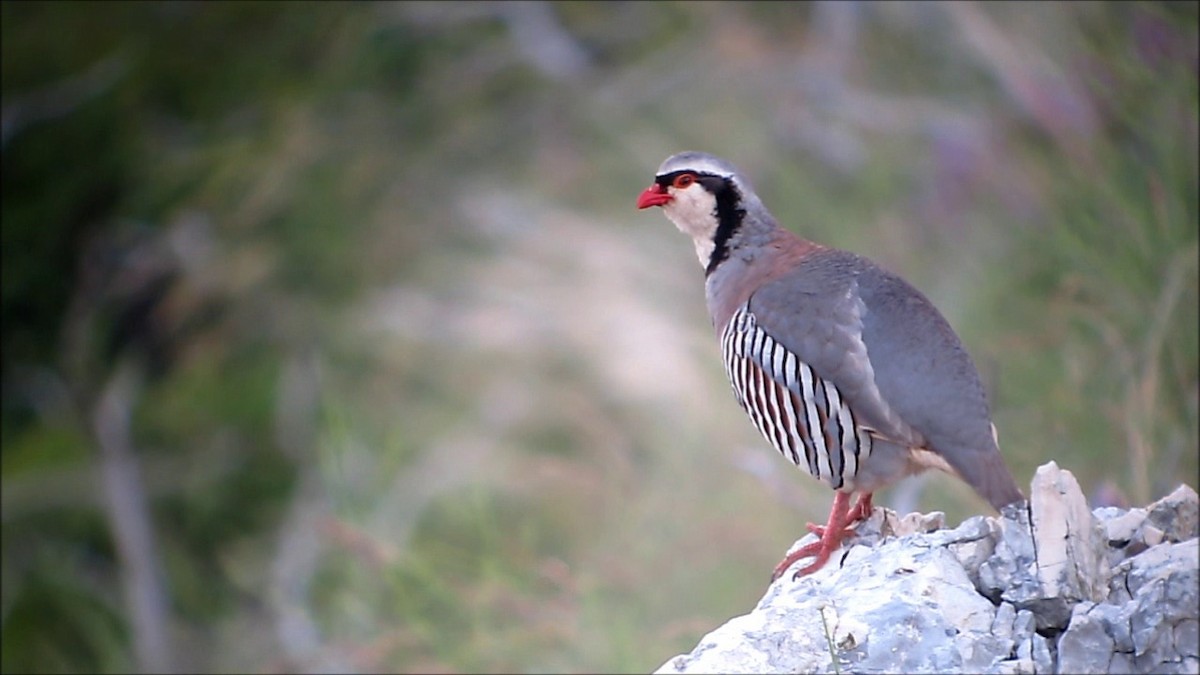 Rock partridge male