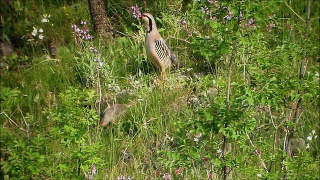 Steinhuhn - ML201133981