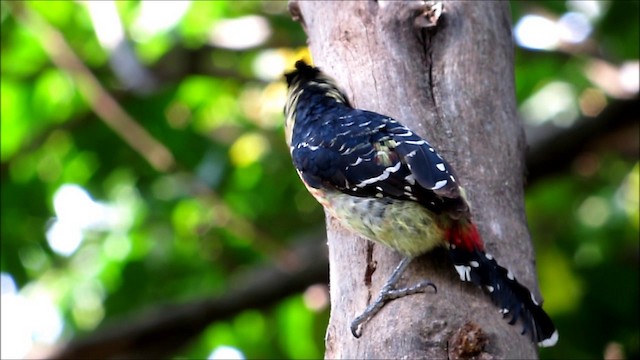 Haubenbartvogel - ML201134041