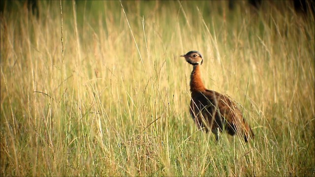 セネガルショウノガン（barrowii／mackenziei） - ML201134051