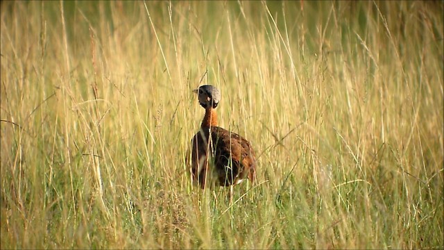 White-bellied Bustard (Barrow's) - ML201134061