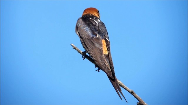 Hirondelle à tête rousse - ML201134091