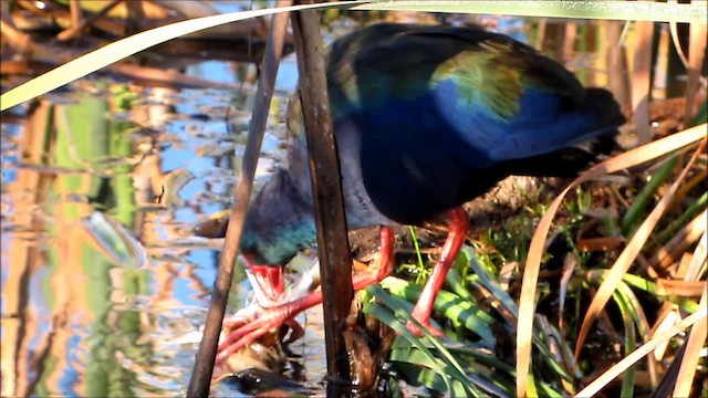 African Swamphen - ML201134101