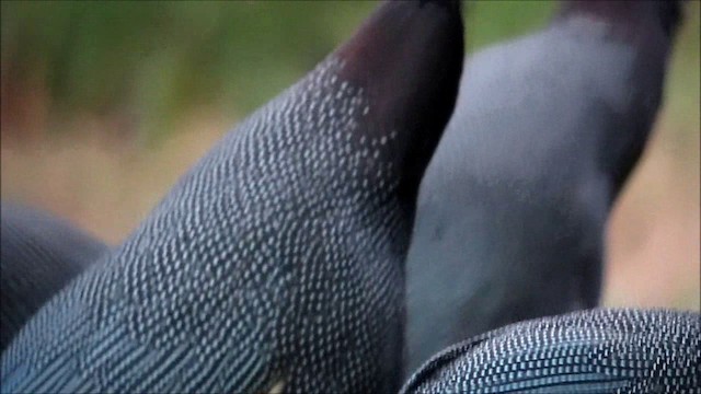 Southern Crested Guineafowl - ML201134121