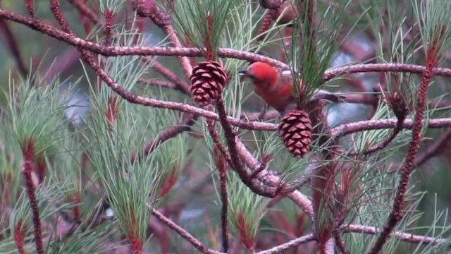 Белокрылый клёст (bifasciata) - ML201134311