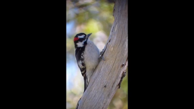 Yumuşak Tüylü Ağaçkakan (pubescens/medianus) - ML201134351