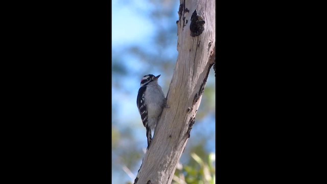 Downy Woodpecker (Eastern) - ML201134361
