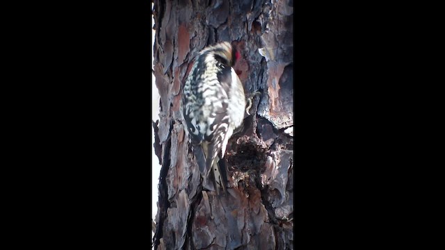 Yellow-bellied Sapsucker - ML201134371