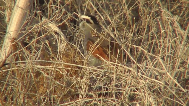 Black-crowned Tchagra - ML201134451