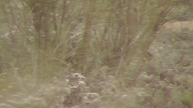 Barbary Partridge - ML201134511