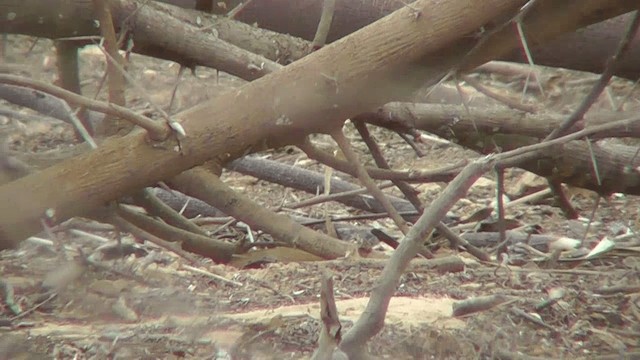 Moussier's Redstart - ML201134571