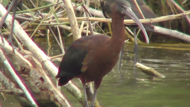 ibis hnědý - ML201134611