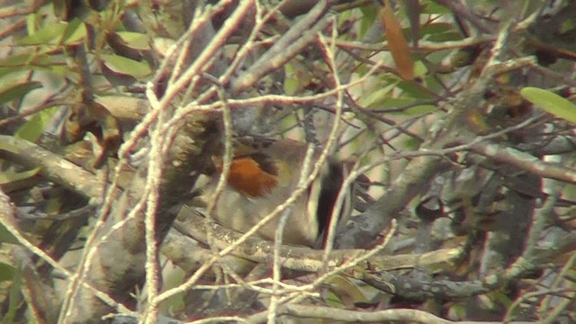 Black-crowned Tchagra - ML201134641