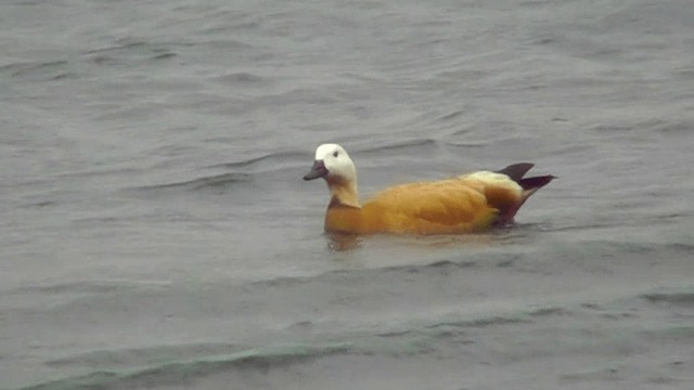 Ruddy Shelduck - ML201134671