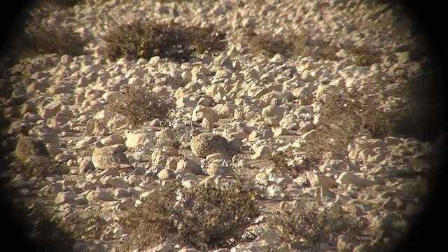 Black-bellied Sandgrouse - ML201134691