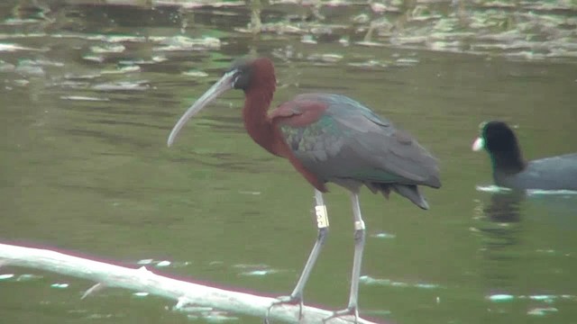 ibis hnědý - ML201134741