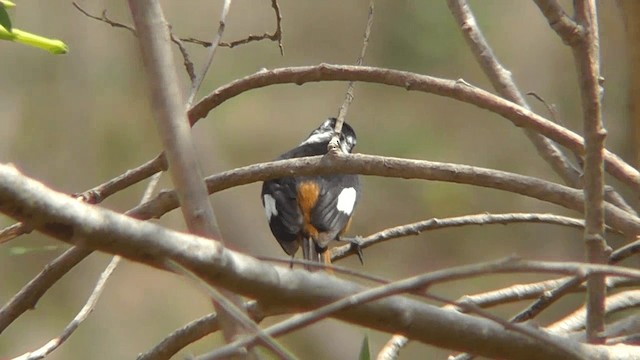 ハチマキジョウビタキ - ML201134821