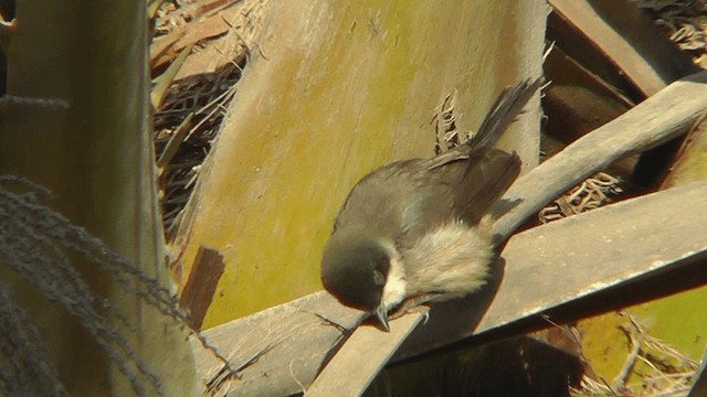 Western Orphean Warbler - ML201134881