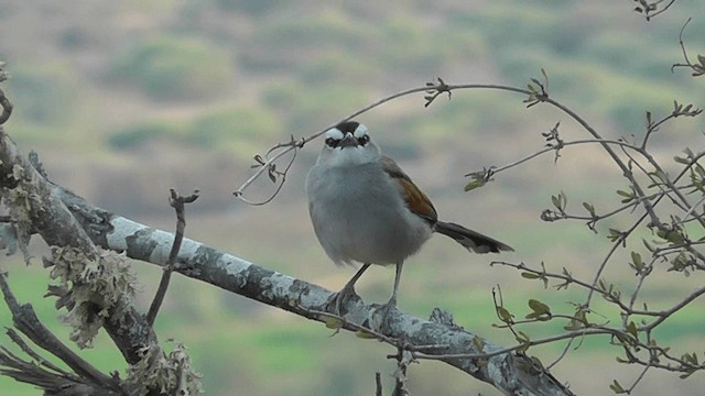 Black-crowned Tchagra - ML201134941