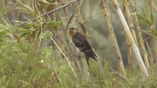 マダラカンムリカッコウ - ML201134961