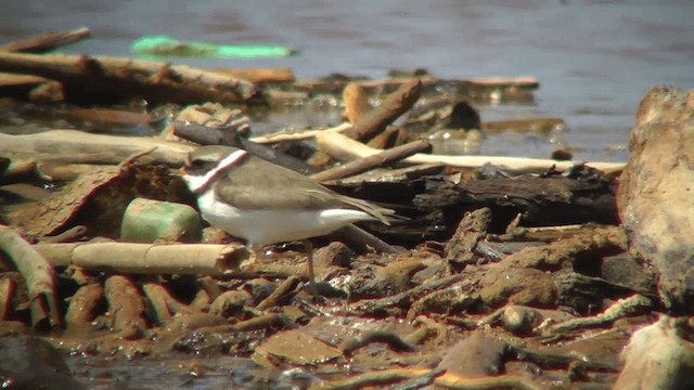 Common Ringed Plover - ML201134991