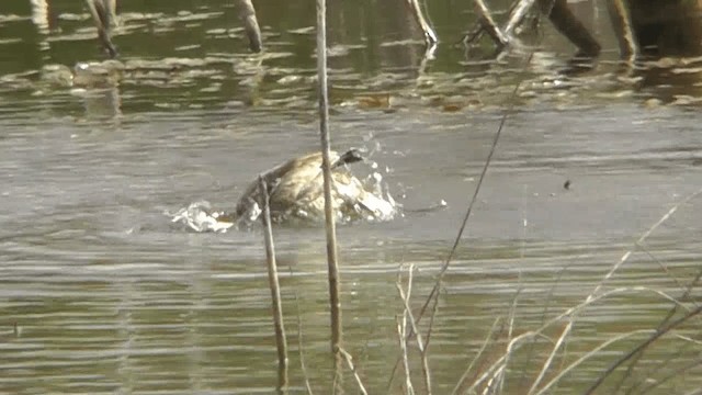 Marbled Duck - ML201135041