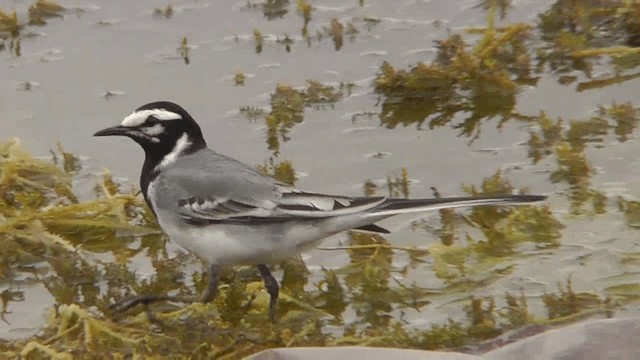 White Wagtail (Moroccan) - ML201135051