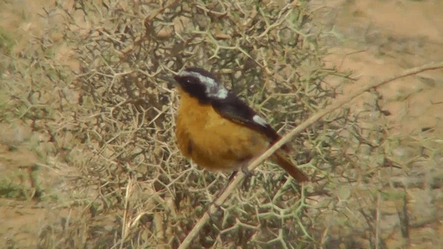 ハチマキジョウビタキ - ML201135071