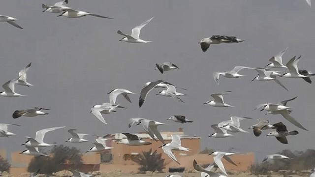 Sandwich Tern - ML201135121