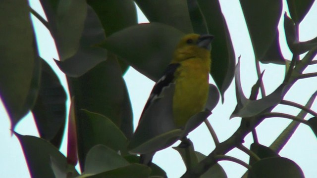 Golden Grosbeak - ML201135181