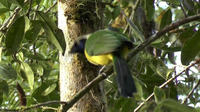 Green Jay (Inca) - ML201135201