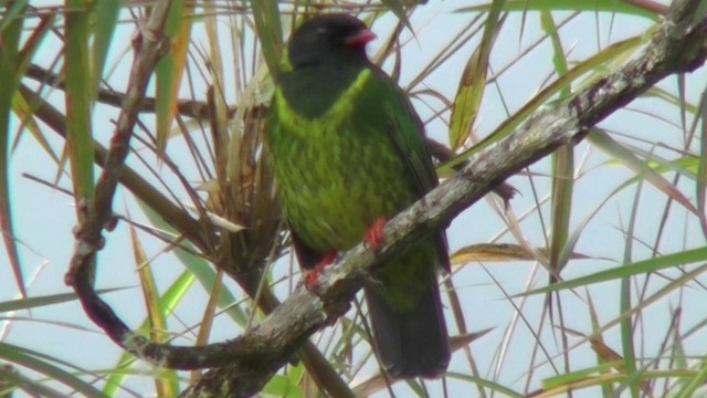 Green-and-black Fruiteater - ML201135211