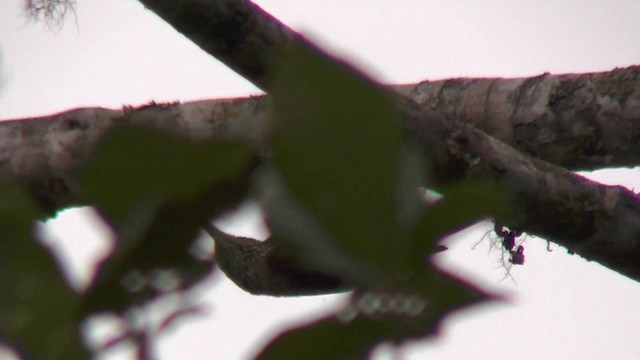 Montane Woodcreeper - ML201135221