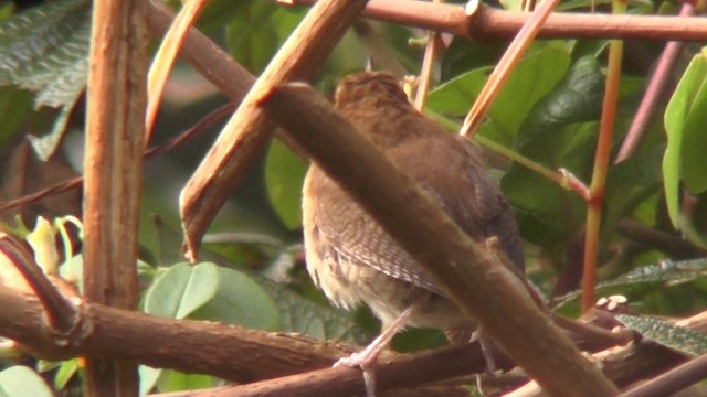 Mountain Wren - ML201135241