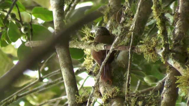 Olive-backed Woodcreeper - ML201135251