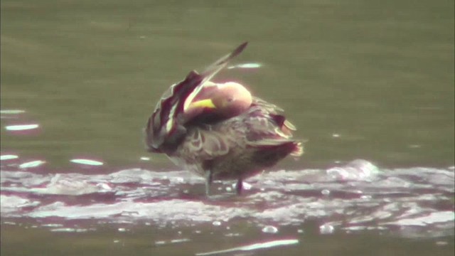 Yellow-billed Pintail - ML201135271