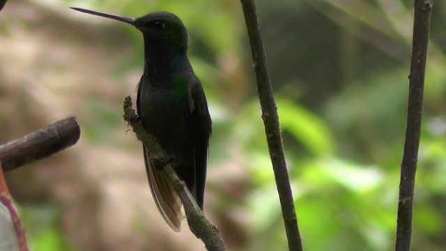 Colibrí de Bouguer Oriental - ML201135301