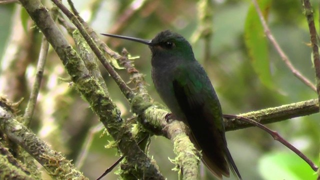 Green-backed Hillstar - ML201135321