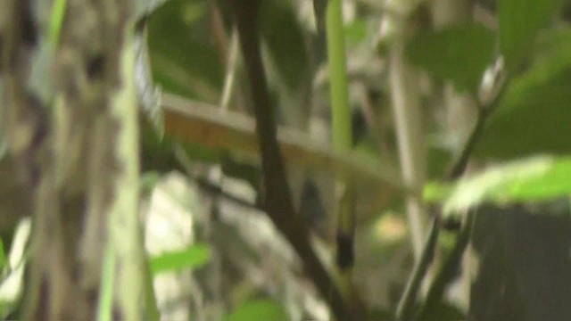 Gray-browed Brushfinch - ML201135341