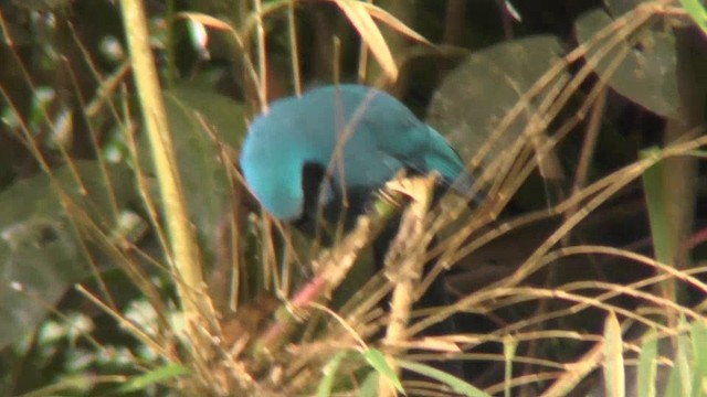 Turquoise Jay - ML201135371