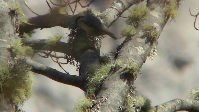 Eurasian Nuthatch - ML201135511