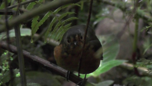 Slate-crowned Antpitta - ML201135631