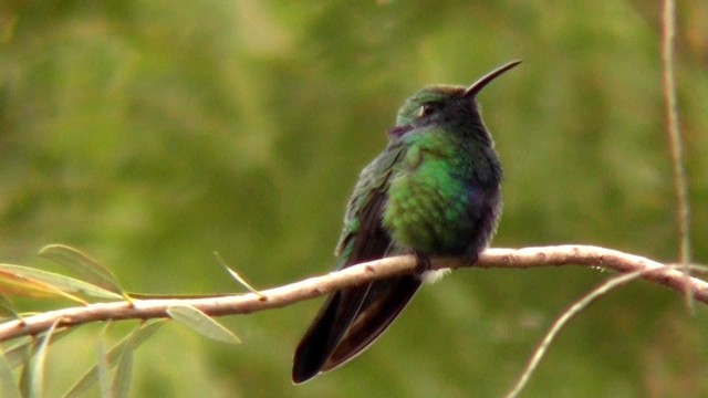 kolibřík modrolící - ML201135691