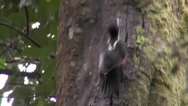 Powerful Woodpecker - ML201135821