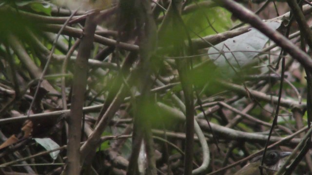 Little Greenbul - ML201136111