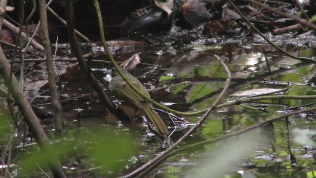 Red-tailed Greenbul - ML201136211