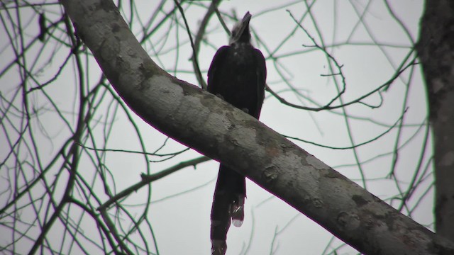 Western Long-tailed Hornbill - ML201136411